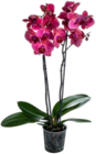 Orchidee gelb Angebote bei Kaufland Heilbronn für 9,99 €