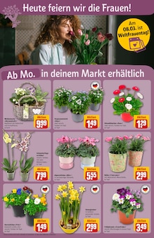 Alpenveilchen im REWE Prospekt "Dein Markt" mit 34 Seiten (München)