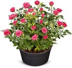 Baum im Netto Marken-Discount Prospekt große Rosenschale im aktuellen Netto Marken-Discount Prospekt für 5,99 €