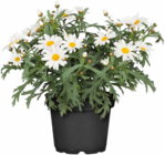 Margerite bei Hagebaumarkt im Wasserliesch Prospekt für 2,49 €