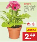 Gerbera im Netto Marken-Discount Prospekt Gerbera von im aktuellen Netto Marken-Discount Prospekt für 2,49 €