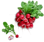Kaufland - Radieschen Angebot im Prospekt Radieschen bei Kaufland im Prospekt "" für 0,49 €