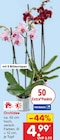 Netto Marken-Discount - Orchidee Angebot im Prospekt Orchidee bei Netto Marken-Discount im Prospekt "" für 4,99 €