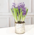 Composition de 3 jacinthes en promo chez Super U Montpellier à 6,99 €