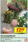 Aktuelle Pflanzen Angebote bei toom Baumarkt in Krefeld Aktuelles Terrassenpflanzen Stämmchen/Pyramide Angebot bei toom Baumarkt in Krefeld ab 17,99 €