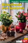 Christrose im Angebot bei Netto Marken-Discount in Schwerin Christrose Angebote bei Netto Marken-Discount Schwerin für 3,99 €