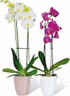 Schmetterlings-Orchidee bei Hagebaumarkt im Ditzingen Prospekt für 7,99 €