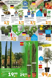 Gartenbepflanzung im Globus-Baumarkt Prospekt "Immer eine Idee besser" mit 20 Seiten (Regensburg)