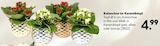 Kalanchoe im Keramiktopf  im aktuellen Hellweg Prospekt für 4,99 €