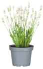 Aktuelle Pflanzen Angebote bei toom Baumarkt in Jena Aktuelles Lavendel Angebot bei toom Baumarkt in Jena ab 2,49 €