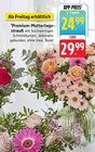 Premium-Muttertagsstrauß bei EDEKA im Prospekt "" für 24,99 €