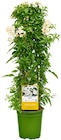 Sommerjasmin im aktuellen REWE Prospekt