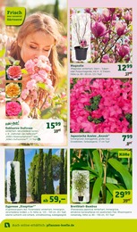 Bambus Angebot im aktuellen Pflanzen Kölle Prospekt auf Seite 8