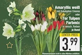 Aktuelles Amaryllis weiß oder 7er Tulpen Farbmix Angebot bei EDEKA in München ab 3,99 €