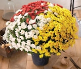 Chrysanthème pompon pot 19 cm multicolore - Intermarché Super Chrysanthème pompon pot 19 cm multicolore à 6,99 € dans le catalogue Intermarché Super