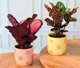 Calathea Cache-pot céramique - Super U à Gap Calathea Cache-pot céramique en promo chez Super U Gap à 8,99 €