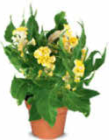 Celosia Hahnenkamm im Angebot bei Netto Marken-Discount in Jena Celosia Hahnenkamm Angebote bei Netto Marken-Discount Jena für 2,99 €