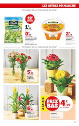Offre Fleur En Pot dans le catalogue Super U du moment à la page 13