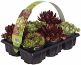 Hauswurz von  im aktuellen Dehner Garten-Center Prospekt für 9,99 €