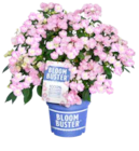 Hortensie 'Bloombuster' Angebote von Grow by OBI bei OBI Ansbach für 27,99 €