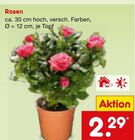 Rosen von  im aktuellen Netto Marken-Discount Prospekt für 2,29 €