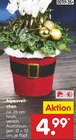 Alpenveilchen Angebote bei Netto Marken-Discount Hagen für 4,99 €