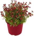 REWE Dillenburg - Steinbrech Angebot im Prospekt Steinbrech bei REWE im Dillenburg Prospekt für 2,29 €