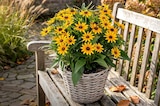Arrangement Sonnenhut im Angebot bei Hagebaumarkt in Schwerin Arrangement Sonnenhut Angebote bei Hagebaumarkt Schwerin für 9,99 €