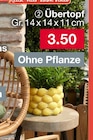 Woolworth Großbeuthen - Übertopf Angebot im Prospekt Übertopf bei Woolworth im Großbeuthen Prospekt für 3,50 €