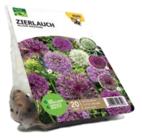 Zierlauch Angebote von Grün Erleben bei ROSENGUT Langerwisch Potsdam für 8,99 €