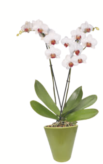 Schmetterlingsorchidee bei toom Baumarkt in Unna Schmetterlingsorchidee im Angebot bei toom Baumarkt Unna für 8,99 €