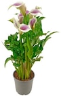 Calla Angebote von REWE Beste Wahl bei REWE Bornheim für 5,00 €