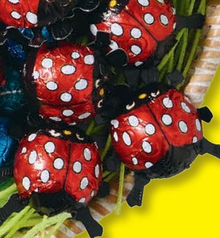 Kleine Schokoladenkäfer