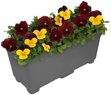 Aktuelle Blumen Angebote bei REWE in Paderborn Aktuelles Hornveilchen Duo Angebot bei REWE in Paderborn ab 3,99 €