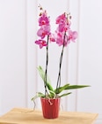 Orchidée 2 tiges en promo chez Bi1 Troyes à 7,99 €