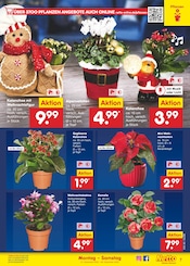 Ähnliche Angebote wie Hortensie im Prospekt "Aktuelle Angebote" auf Seite 7 von Netto Marken-Discount in Zwickau