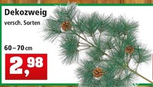 Dekozweig bei Thomas Philipps in Falkensee Dekozweig im Angebot bei Thomas Philipps Falkensee für 2,98 €