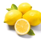 Zitronen im aktuellen Netto mit dem Scottie Prospekt