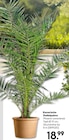 Kanarische Dattelpalme Angebote bei Hellweg Königswinter für 18,99 €