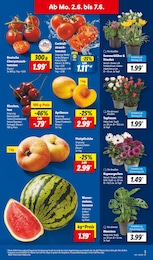 Lidl Pflanzen im Prospekt Lidl Pflanzen im Prospekt