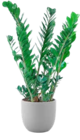 Aktuelles Glücksfeder Zamioculcas Angebot bei OBI in Duisburg ab 24,99 €