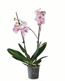 plumeria als zimmerpflanze Plumeria rubra Hawaiian Mix