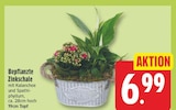 Bepflanzte Zinkschale im Angebot bei EDEKA in Falkensee Bepflanzte Zinkschale Angebote bei EDEKA Falkensee für 6,99 €