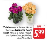 Aktuelles Dahlien Angebot bei EDEKA in Stuttgart ab 5,99 €