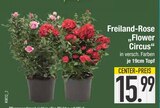 Freiland-Rose 'Flower Circus' bei EDEKA im Rottenburg Prospekt für 15,99 €