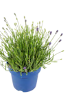 ECHTER LAVENDEL Angebote von grow by OBI bei OBI Augsburg für 4,99 €