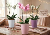 Orchidée - Carrefour à Metz Orchidée en promo chez Carrefour Metz à 9,99 €