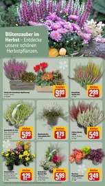 Aktueller REWE Prospekt mit Zimmerpflanzen, "Dein Markt", Seite 16