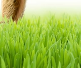 Original bei Getränke Lehmann - Getränke A-Z im Prospekt "" für 29,99 €