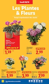 Plante Verte Angebote im Prospekt "Ca vaut le coup." von Lidl auf Seite 28